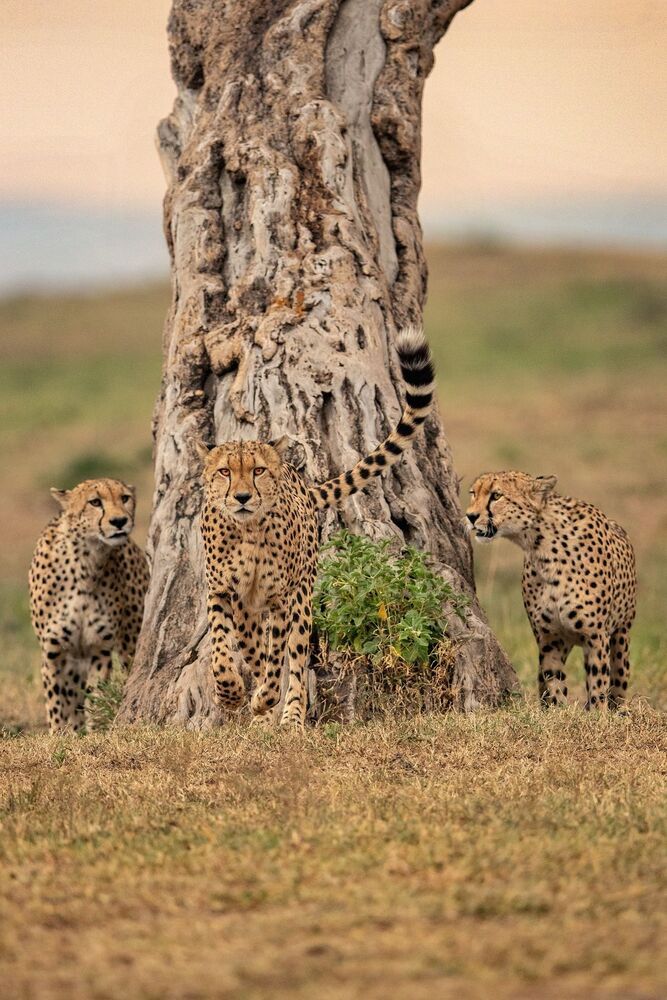 Wild About WildLife 