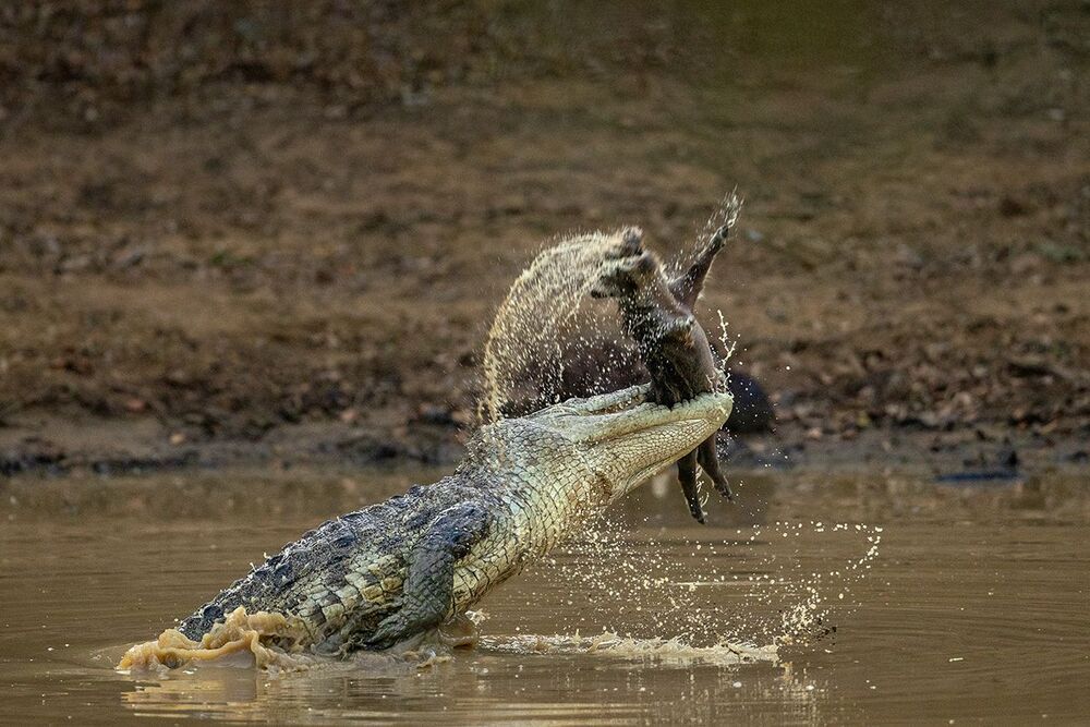 Wild About WildLife 
