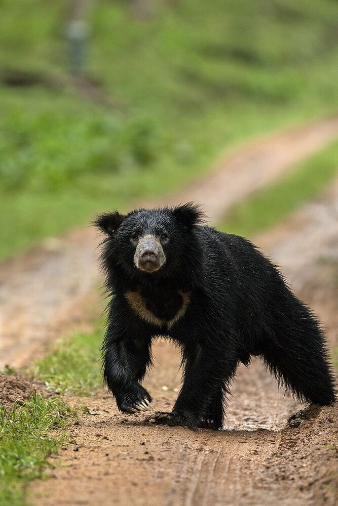 Wild About WildLife 