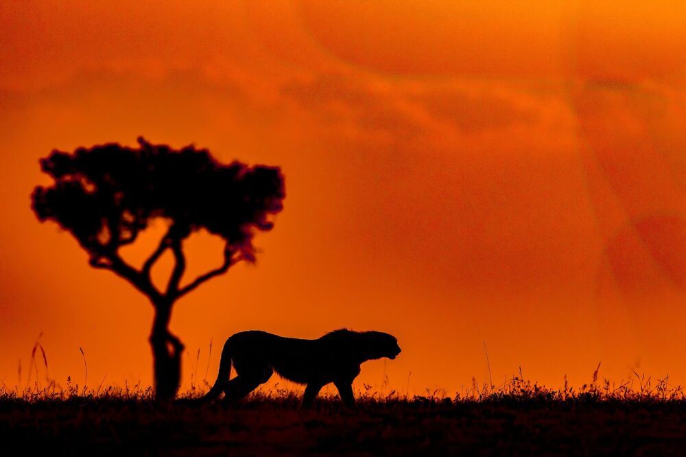 Wild About WildLife 