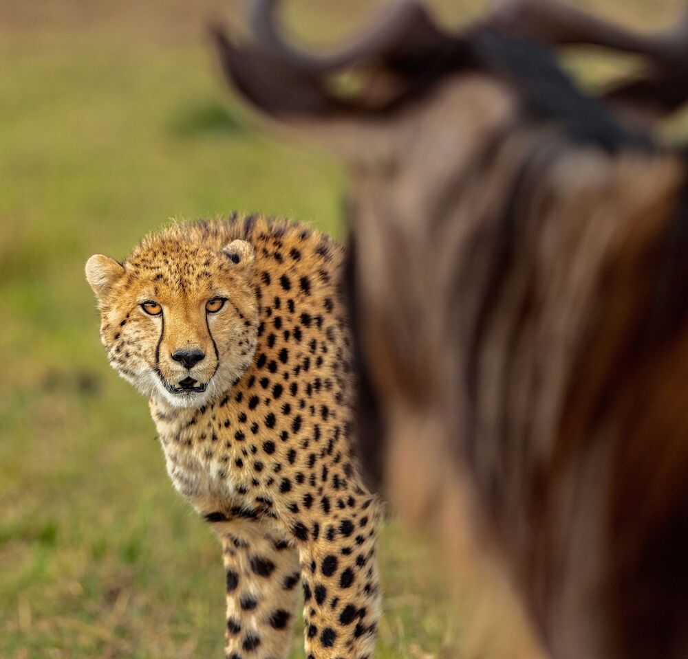 Wild About WildLife 