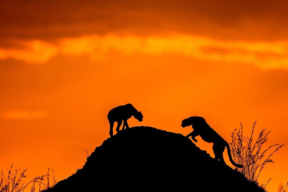 Wild About WildLife 