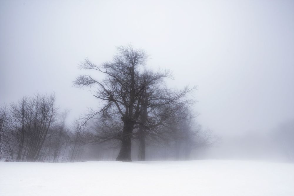Photo 1544934