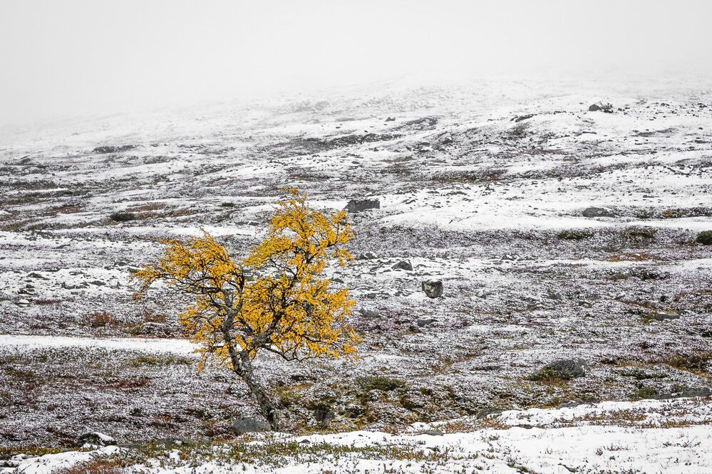 Autumn vs. winter