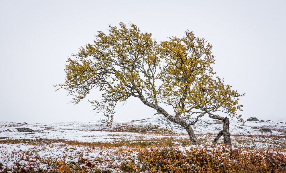 Autumn vs. winter