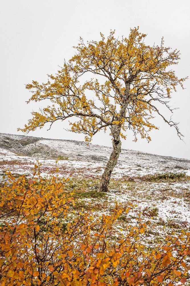Autumn vs. winter