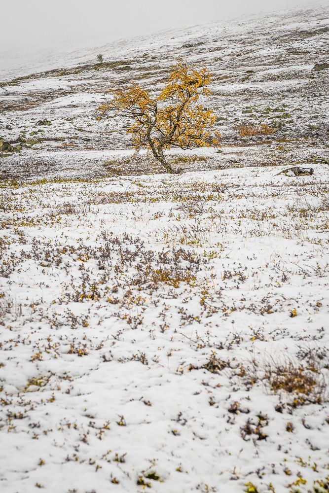 Autumn vs. winter