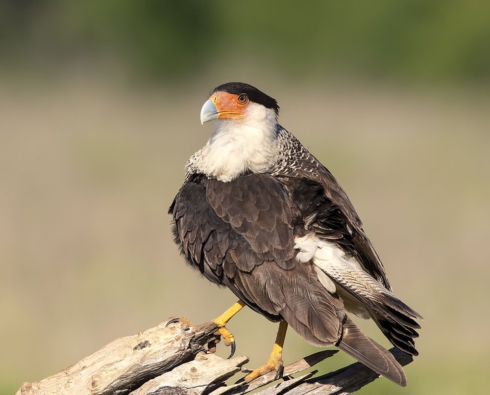 Обыкновенная каракара - Crested Caracara