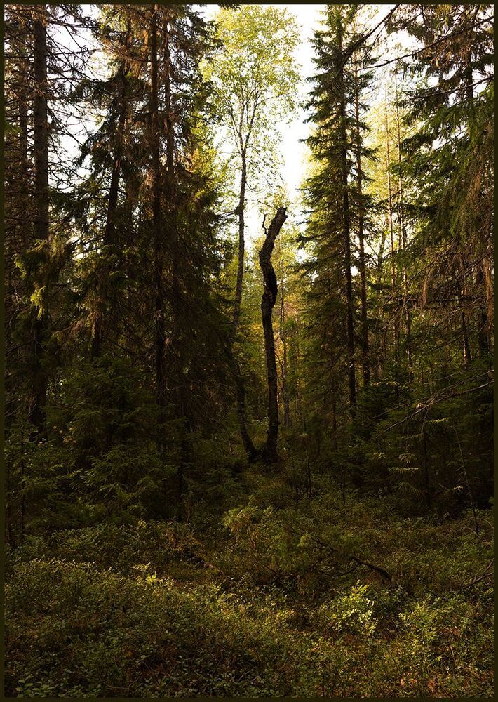 Геометрия леса