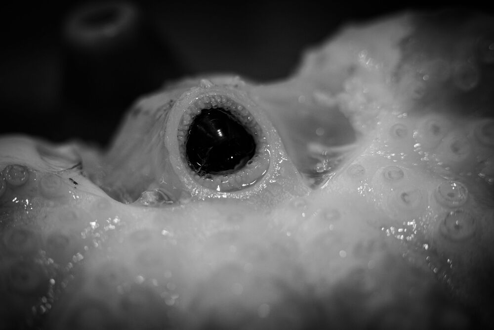 Octopus