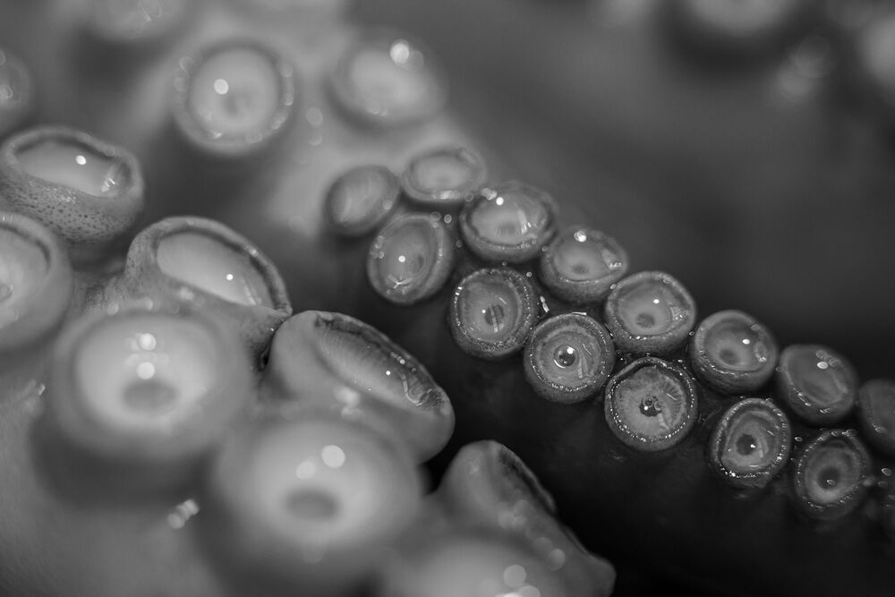 Octopus