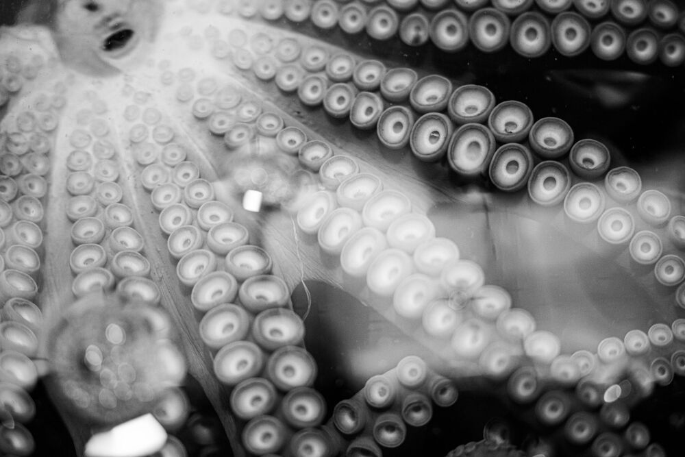 Octopus
