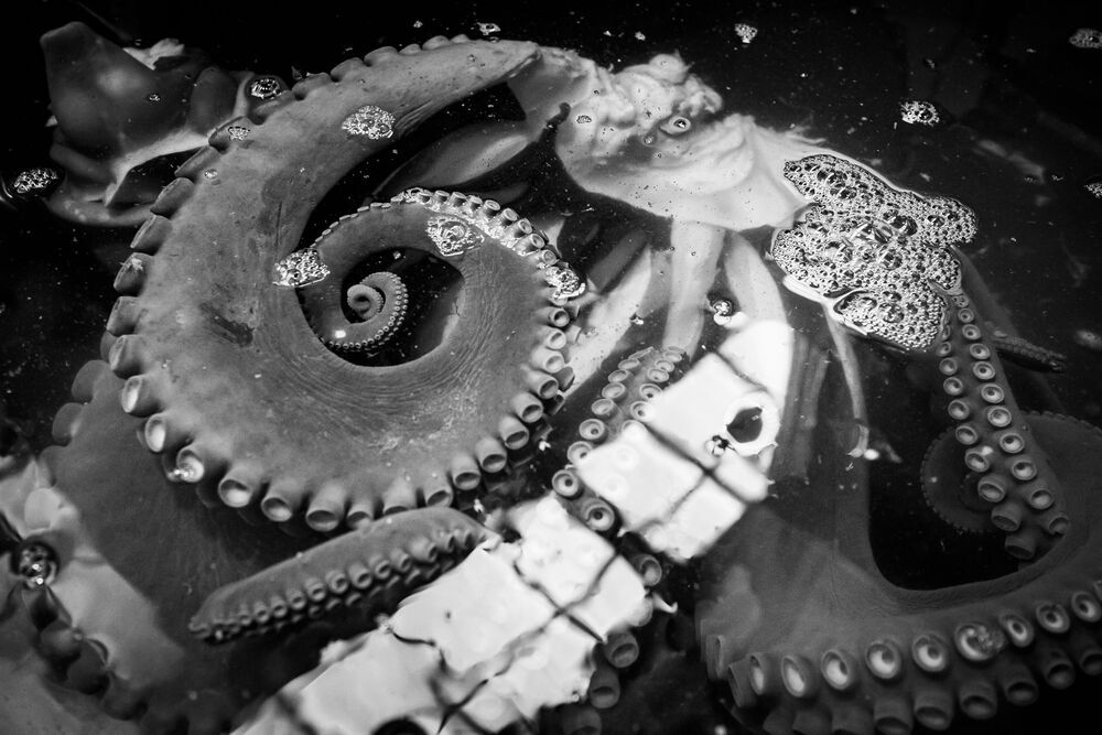Octopus