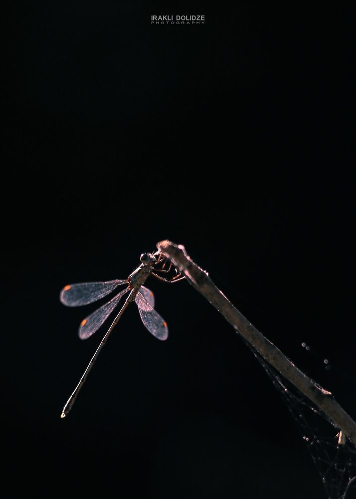 Dragonfly