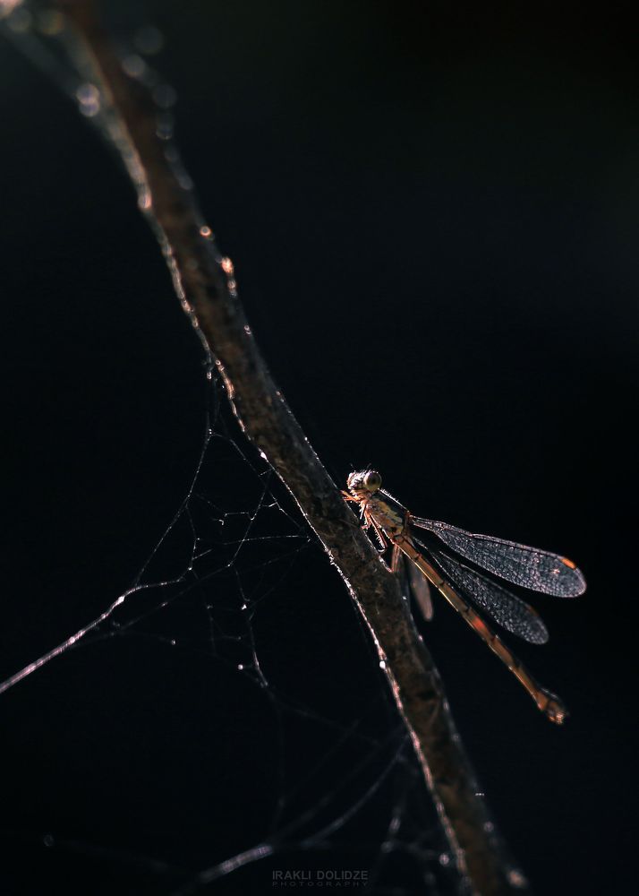 Dragonfly