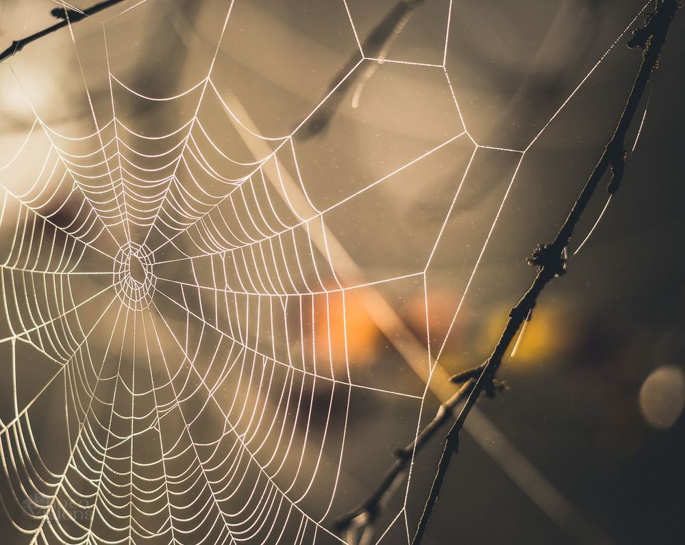 Spiders world