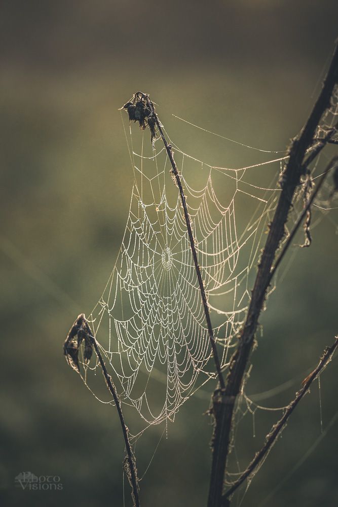 Spiders world