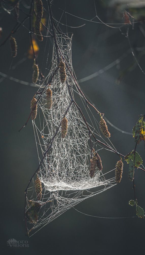 Spiders world
