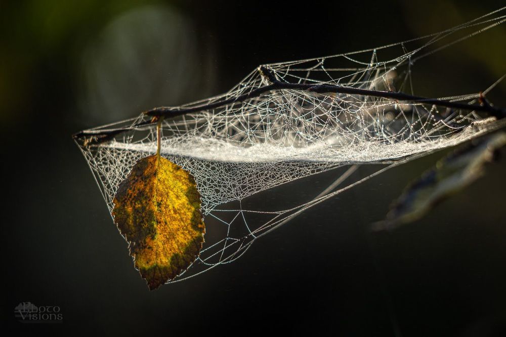Spiders world
