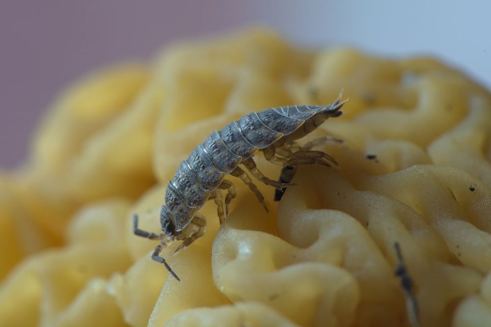 мокрица на сморчке