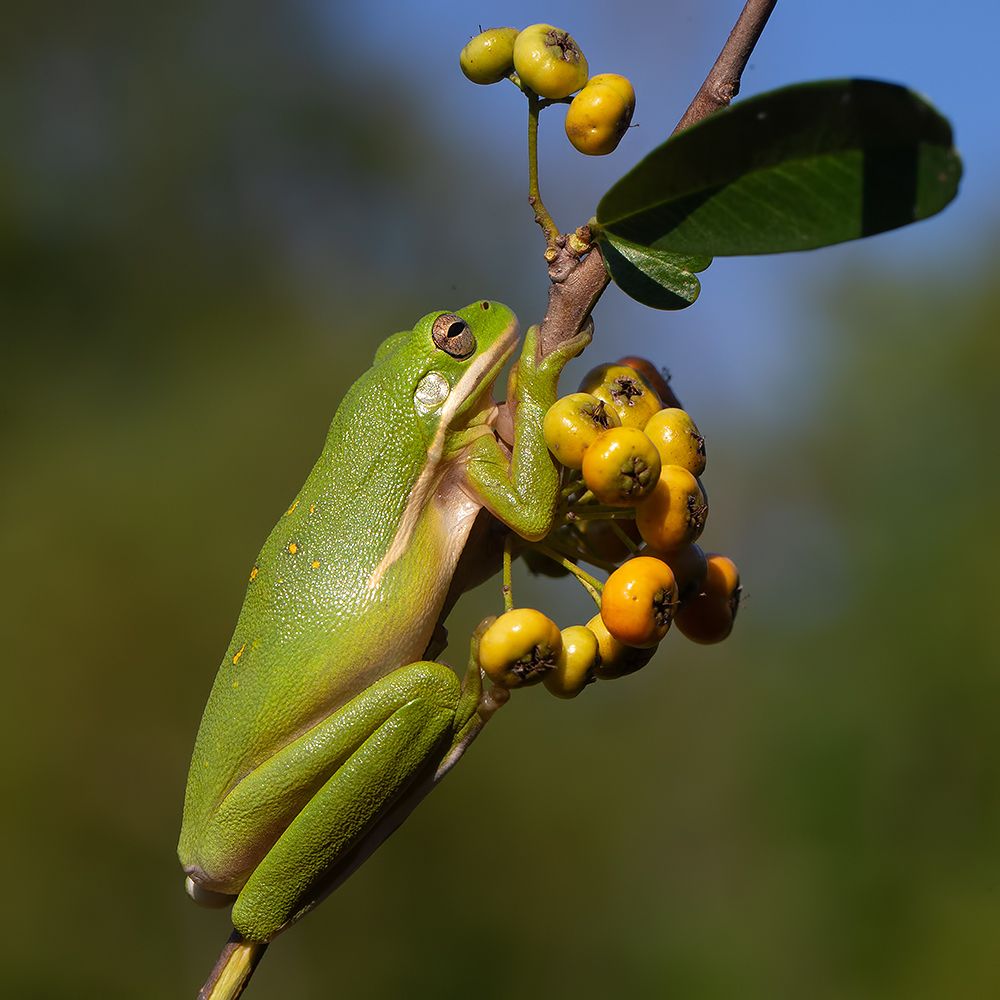 Frog. Зеленая североамериканская квакша