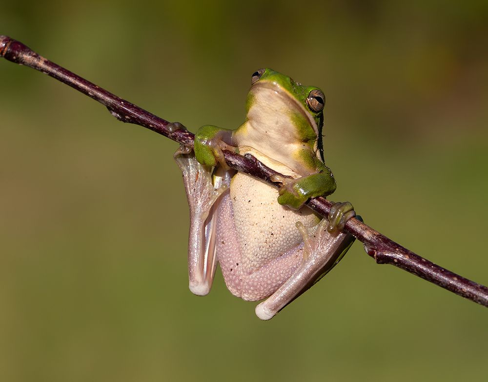 Frog. Зеленая североамериканская квакша