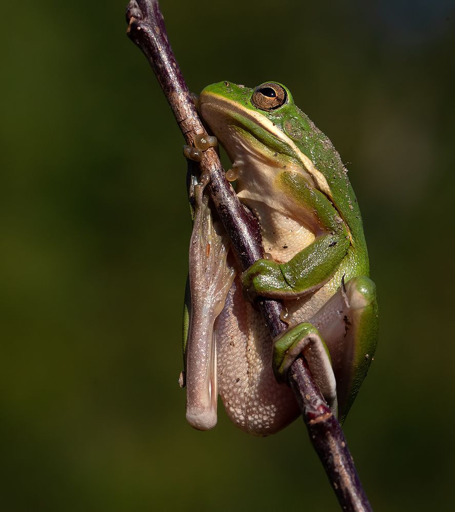Frog. Зеленая североамериканская квакша
