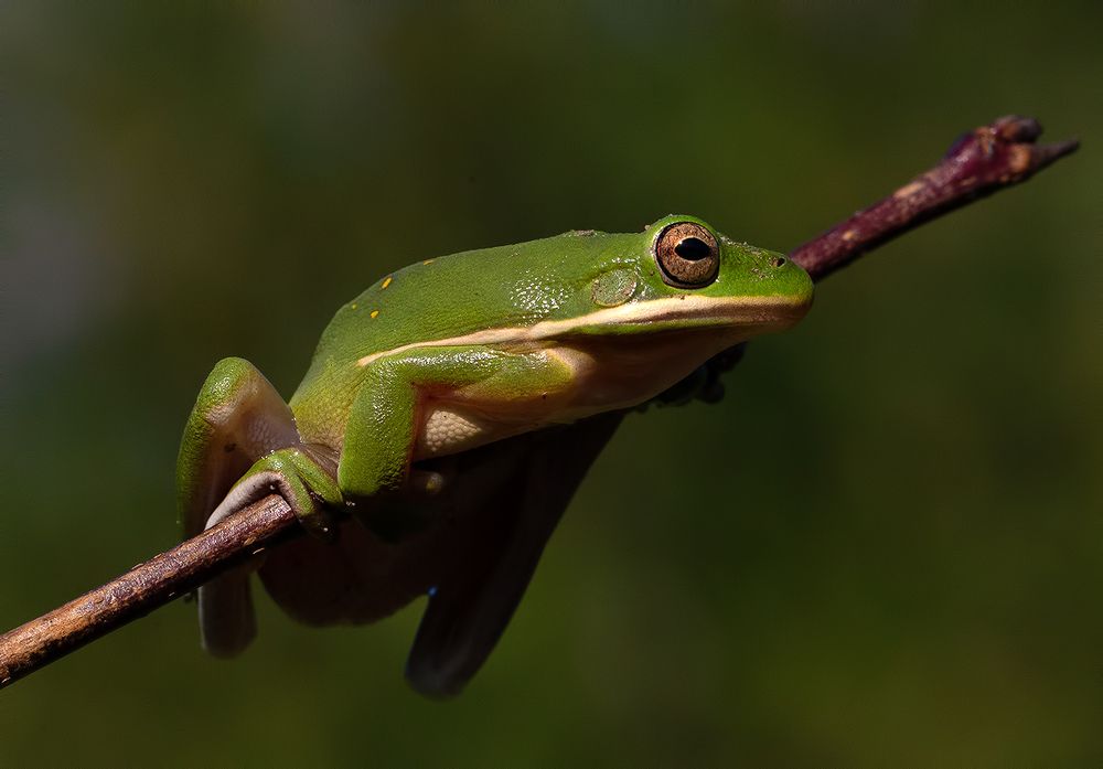 Frog. Зеленая североамериканская квакша