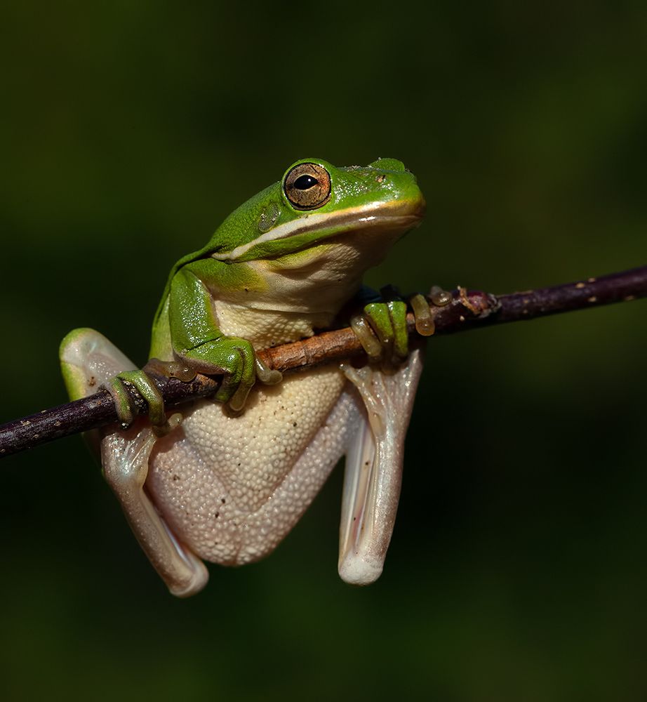 Frog. Зеленая североамериканская квакша