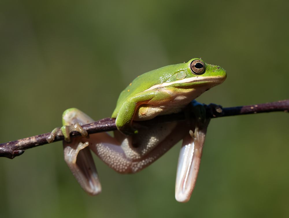 Frog. Зеленая североамериканская квакша
