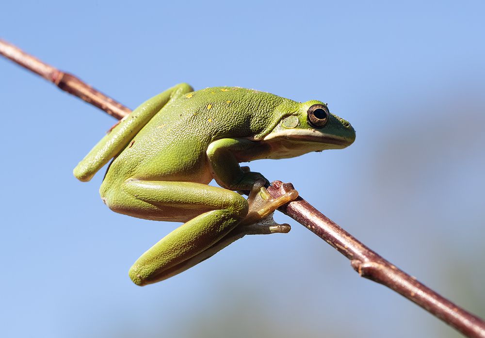 Frog. Зеленая североамериканская квакша