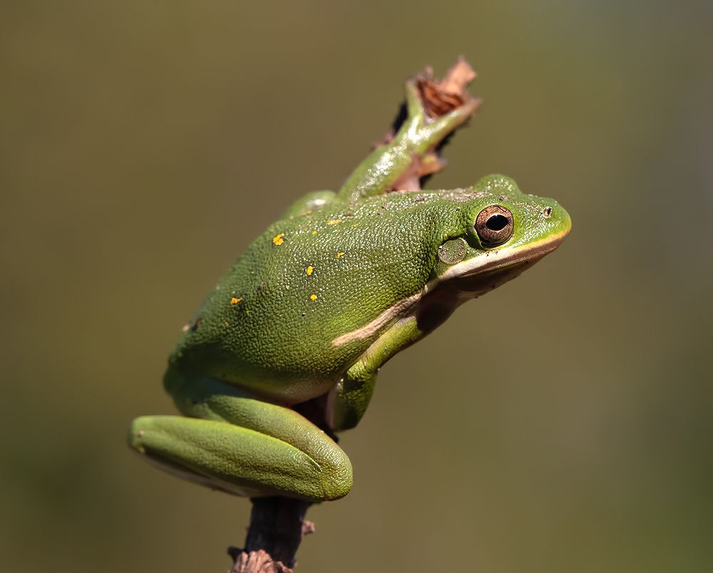 Frog. Зеленая североамериканская квакша