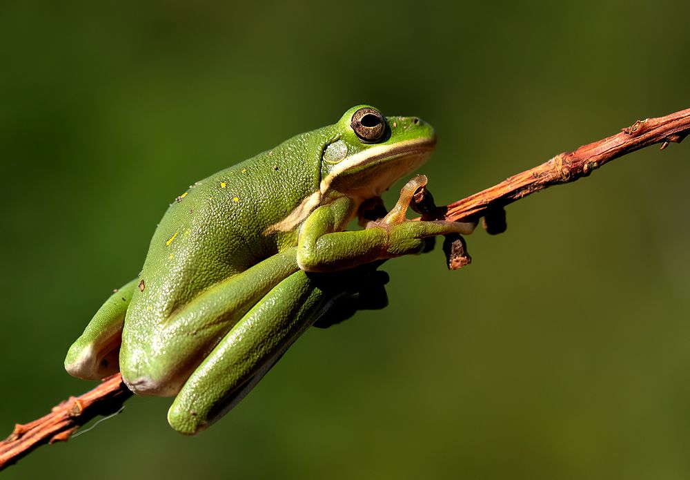 Frog. Зеленая североамериканская квакша