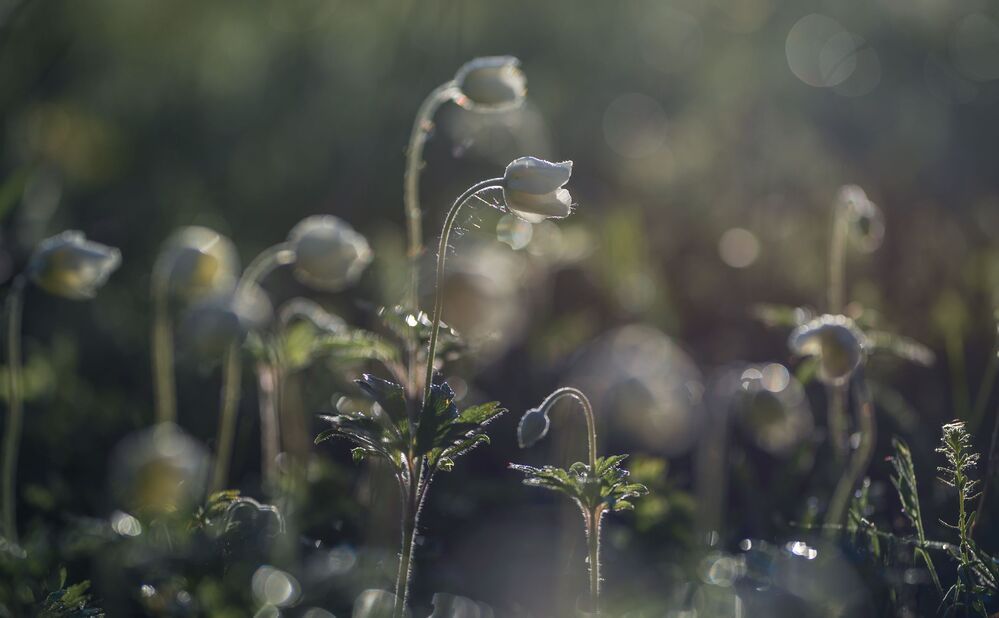 anemones...