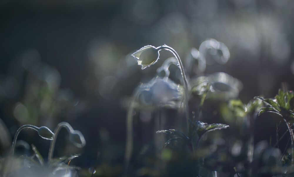 anemones...