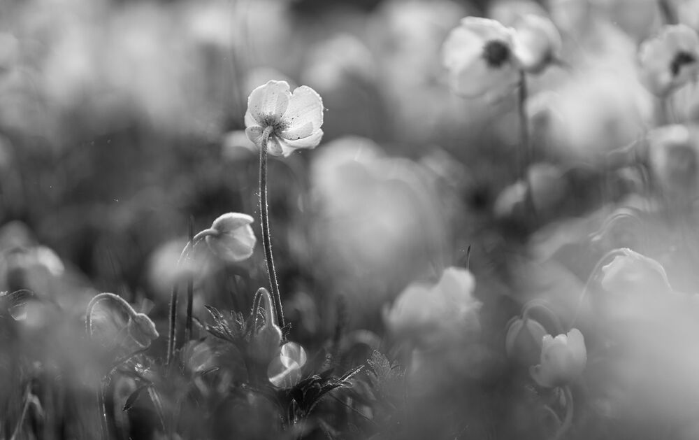 anemones...