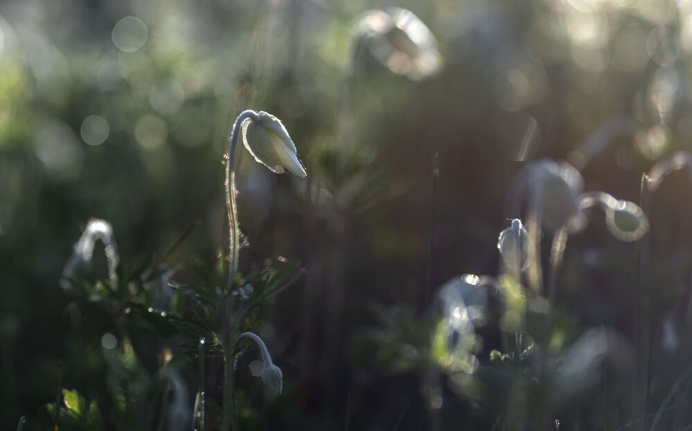 anemones...