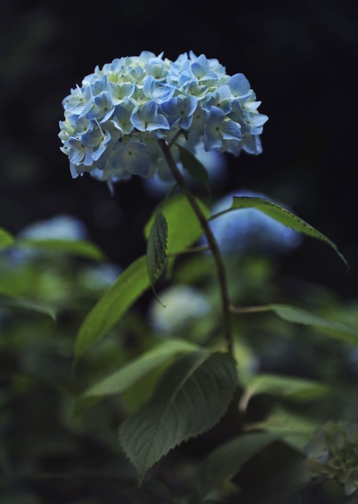 Japanese rose/hydrangea