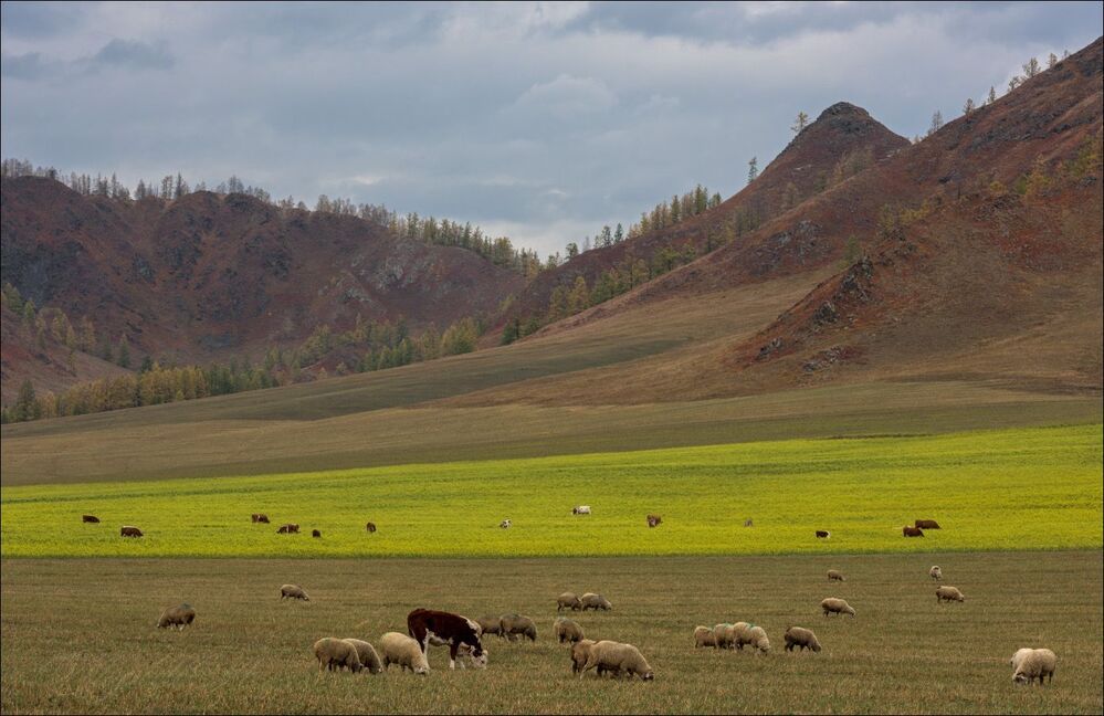 Осенние пастбища среднего Алтая