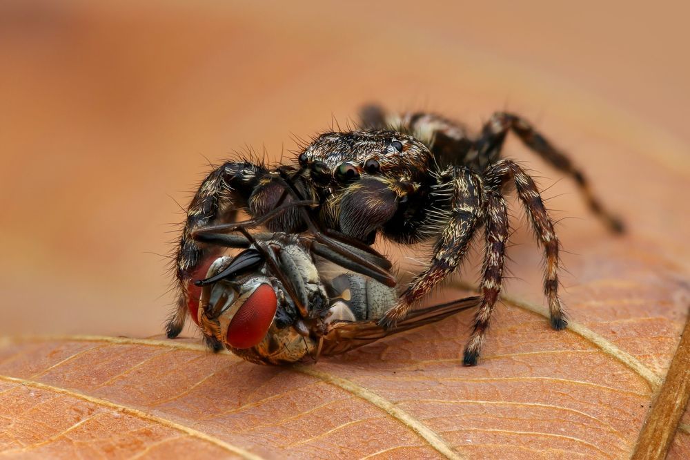 Macro