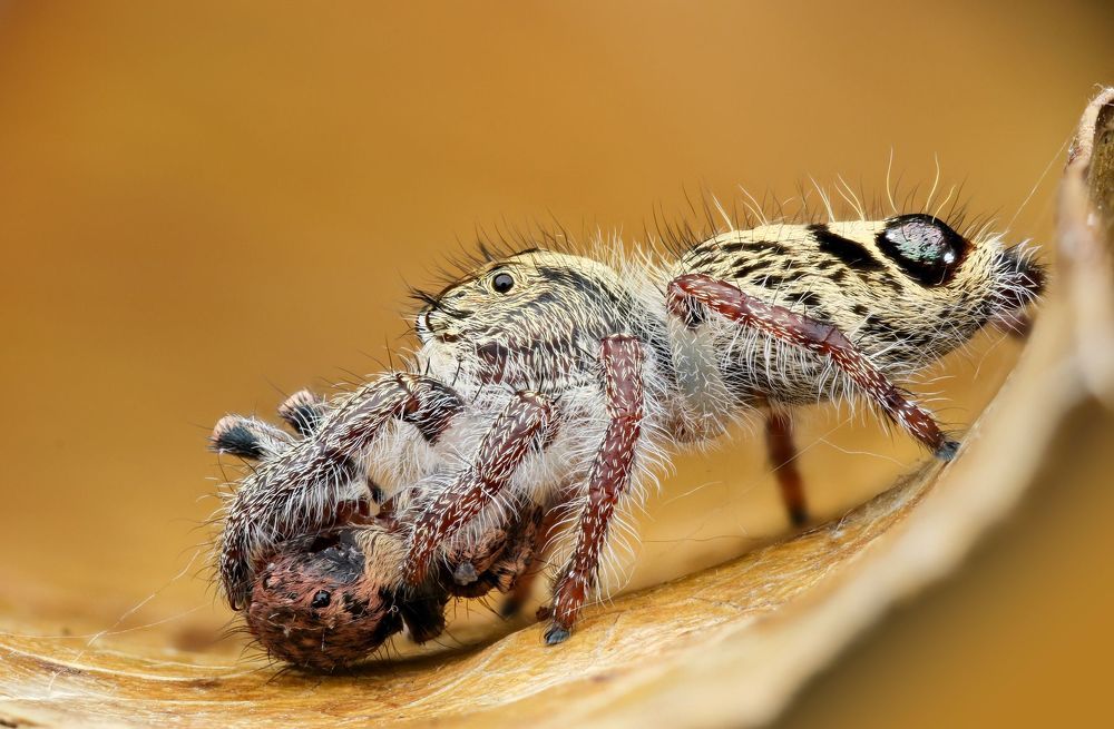 Macro