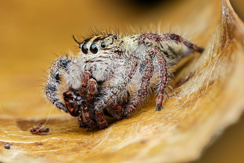 Macro