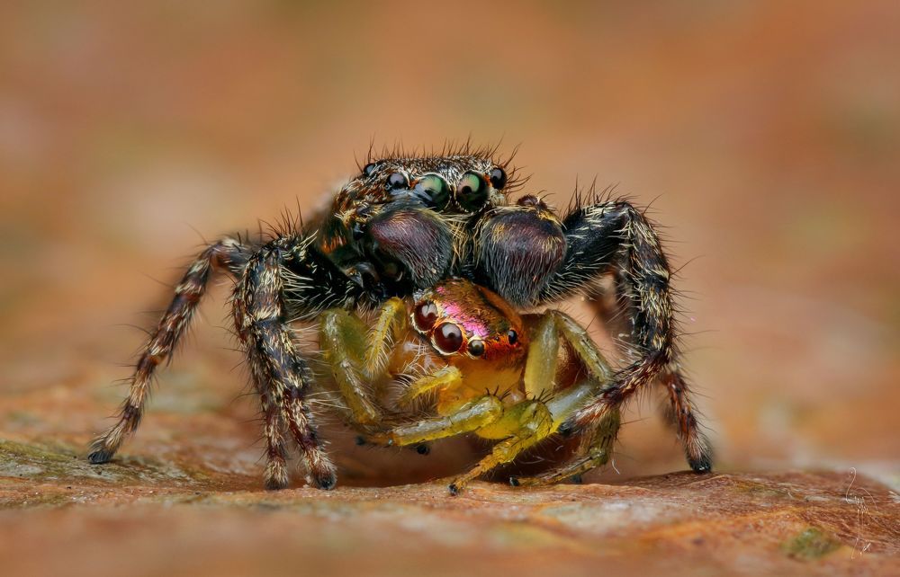 Macro
