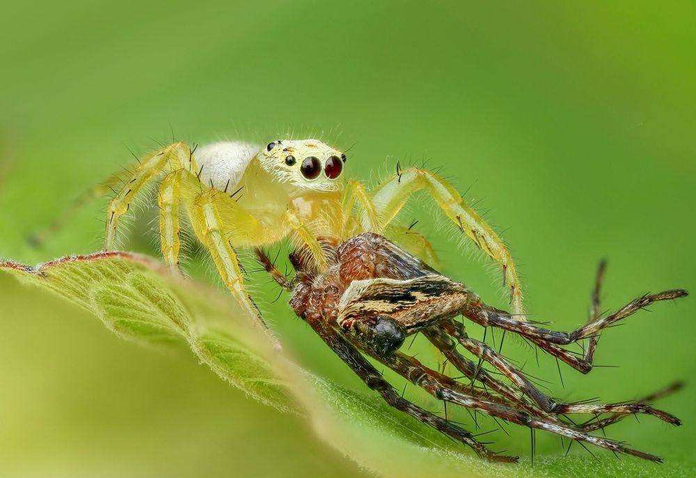 Macro