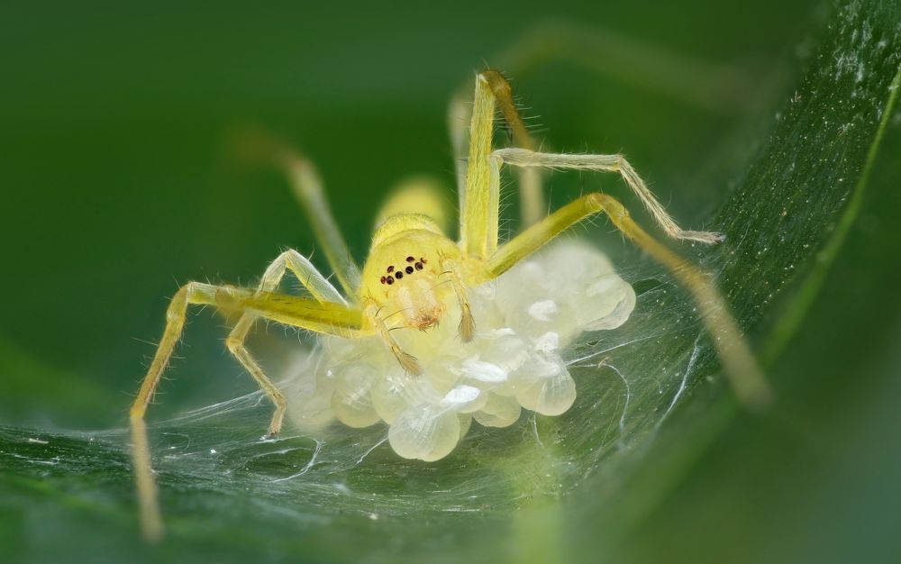 Macro
