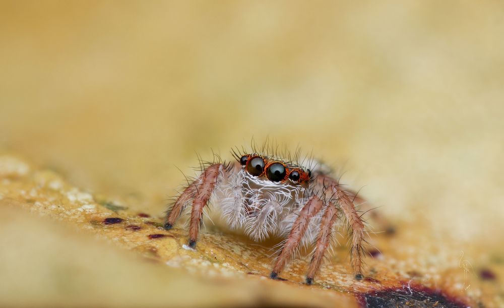 Macro