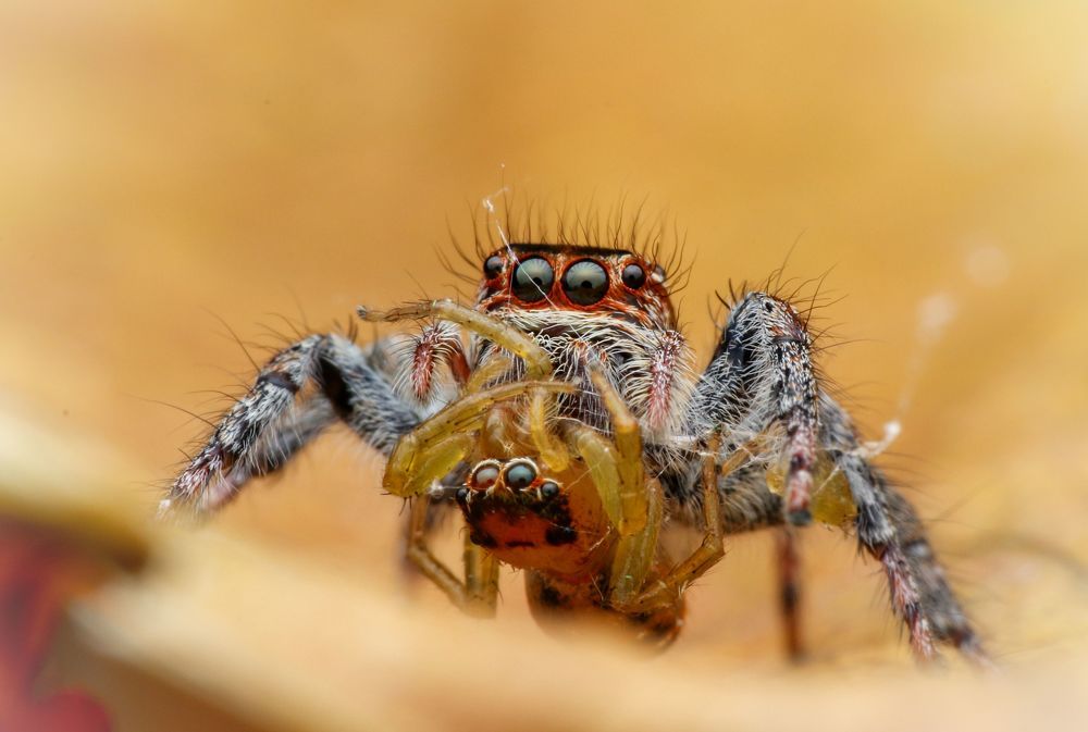 Macro