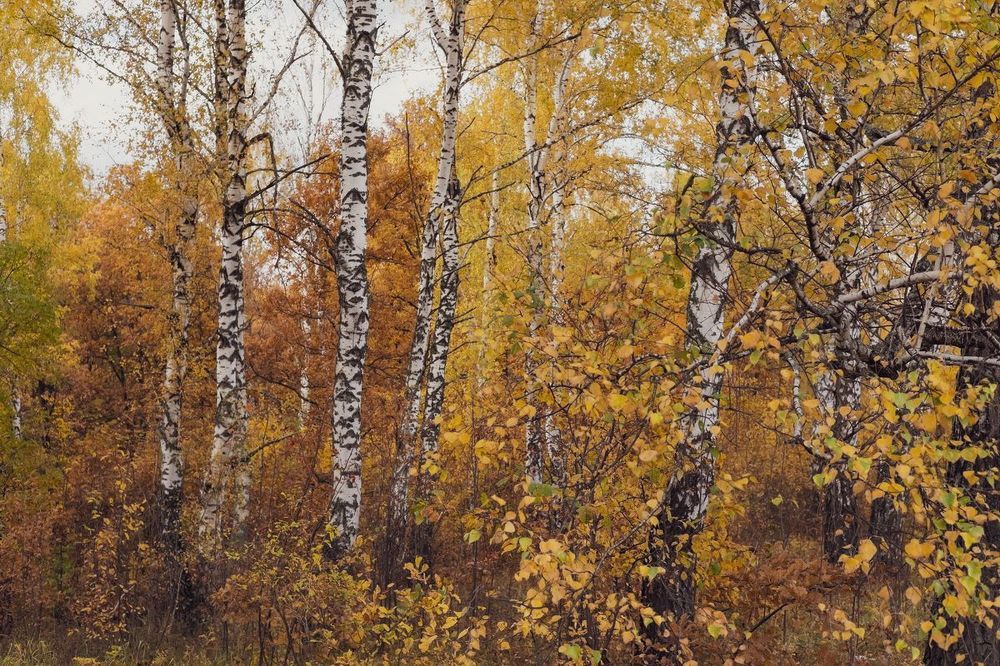 Октябрь (деревенская версия)