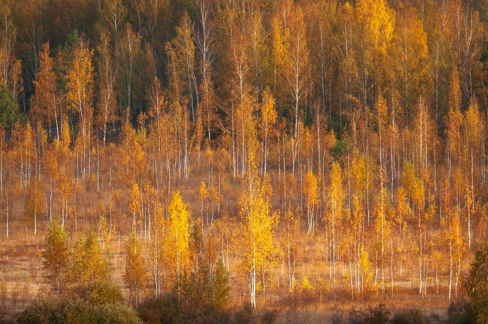И снова Осень...