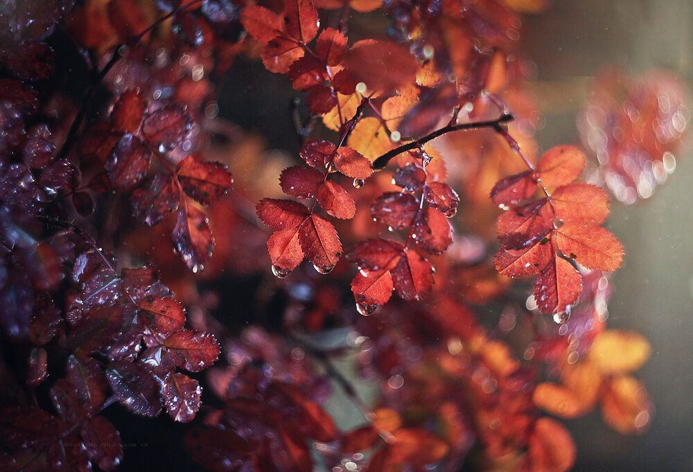wild red*